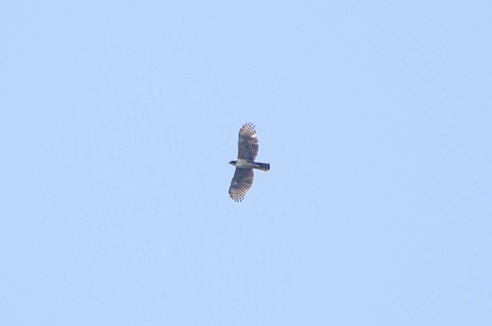 Photo of Mountain Hawk-Eagle at 菜の花台 by BW11558