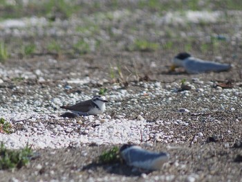 Kentish Plover Kasai Rinkai Park Fri, 6/16/2023