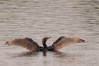 Great Cormorant 江津湖 Fri, 6/16/2023