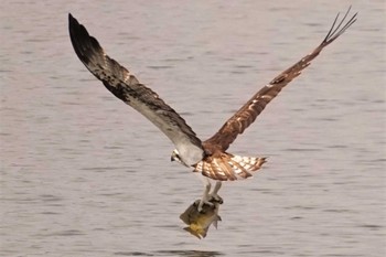 Osprey 江津湖 Fri, 6/16/2023