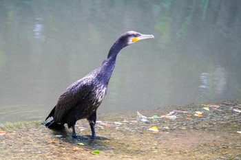 Great Cormorant 水無瀬川緑道(豊田市) Fri, 6/16/2023