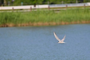 Common Tern Isanuma Fri, 6/16/2023