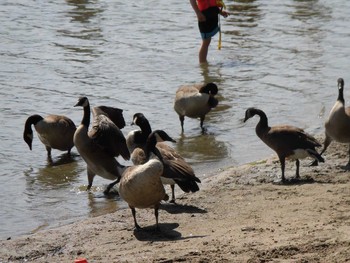 Canada Goose カナダ Sat, 7/30/2016