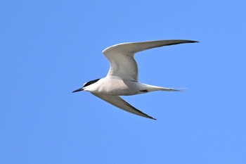 Common Tern Isanuma Fri, 6/16/2023