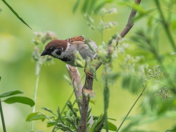 2023年6月16日(金) 福井緑地(札幌市西区)の野鳥観察記録