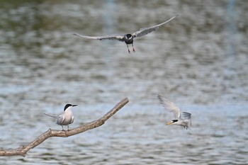 Common Tern Isanuma Fri, 6/16/2023