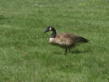 Canada Goose カナダ, オンタリオ州 Wed, 8/3/2016