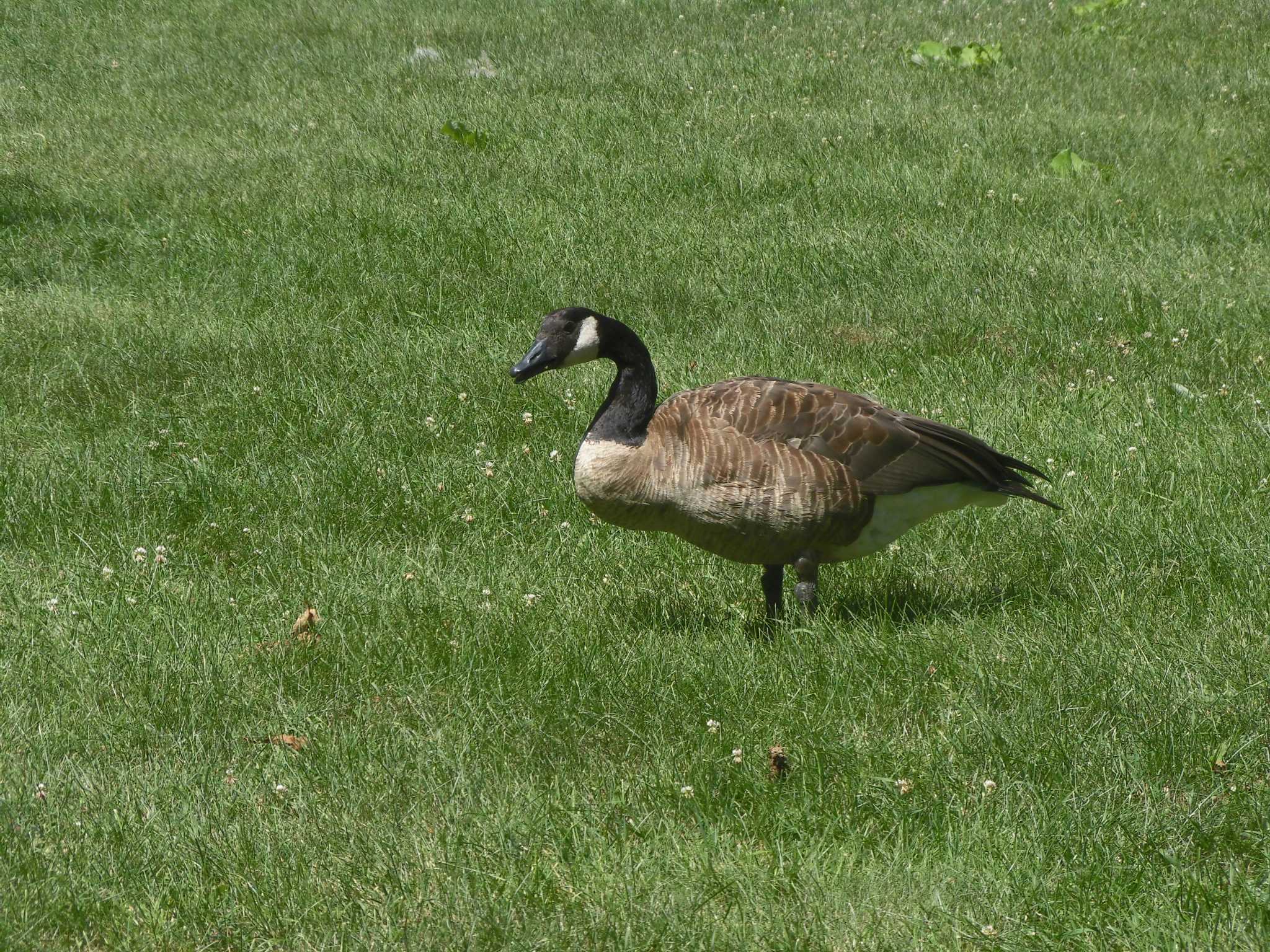 Photo of Canada Goose at カナダ, オンタリオ州 by たら