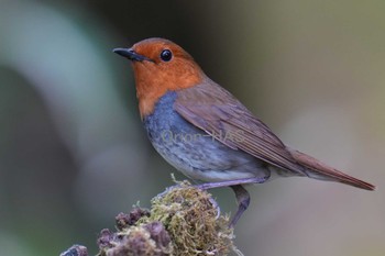 Japanese Robin 山梨県 Thu, 5/18/2023