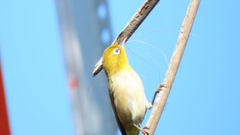 Warbling White-eye 膝痛のため探鳥に行けず、窓から Sat, 6/17/2023