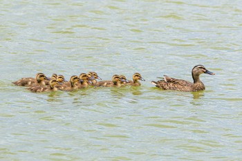 Eastern Spot-billed Duck 加古大池 Sun, 5/28/2023