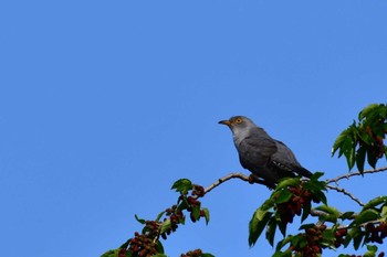 Common Cuckoo Watarase Yusuichi (Wetland) Sat, 5/27/2023