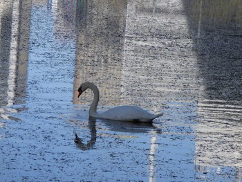 Mute Swan Shinjuku Gyoen National Garden Sun, 1/7/2018