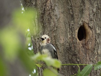 Chestnut-cheeked Starling 東屯田川遊水地 Sun, 6/11/2023