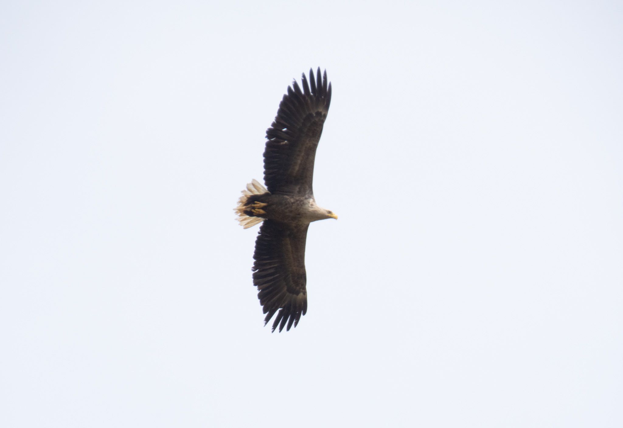 Photo of White-tailed Eagle at 東屯田川遊水地 by マルCU