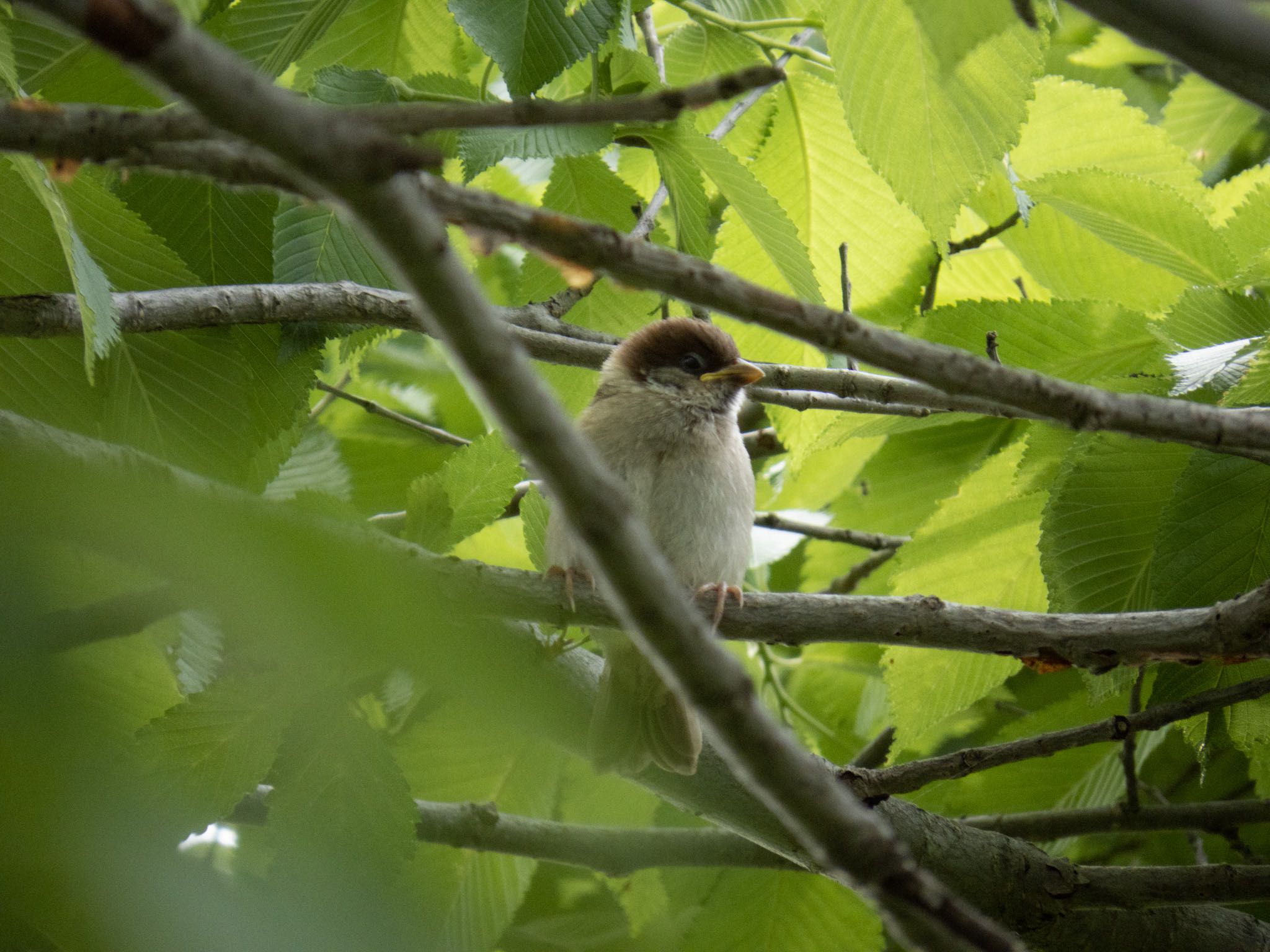 Photo of Eurasian Tree Sparrow at 東屯田川遊水地 by マルCU