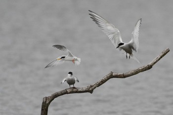 Common Tern Isanuma Thu, 6/15/2023