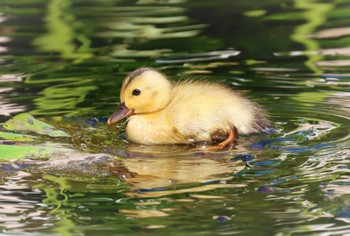 カルガモ 薬師池公園 2023年6月17日(土)