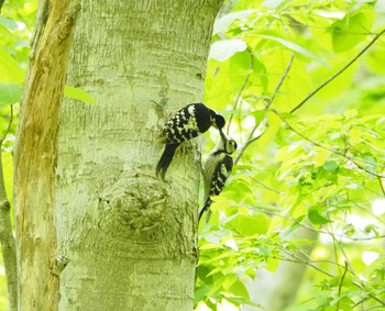 2023年5月26日(金) 野幌森林公園の野鳥観察記録