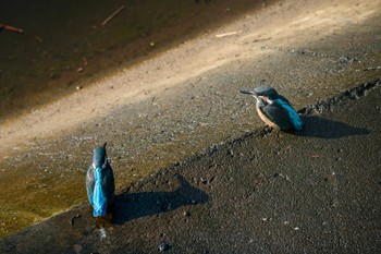 Common Kingfisher 金井遊水地(金井遊水池) Fri, 6/16/2023