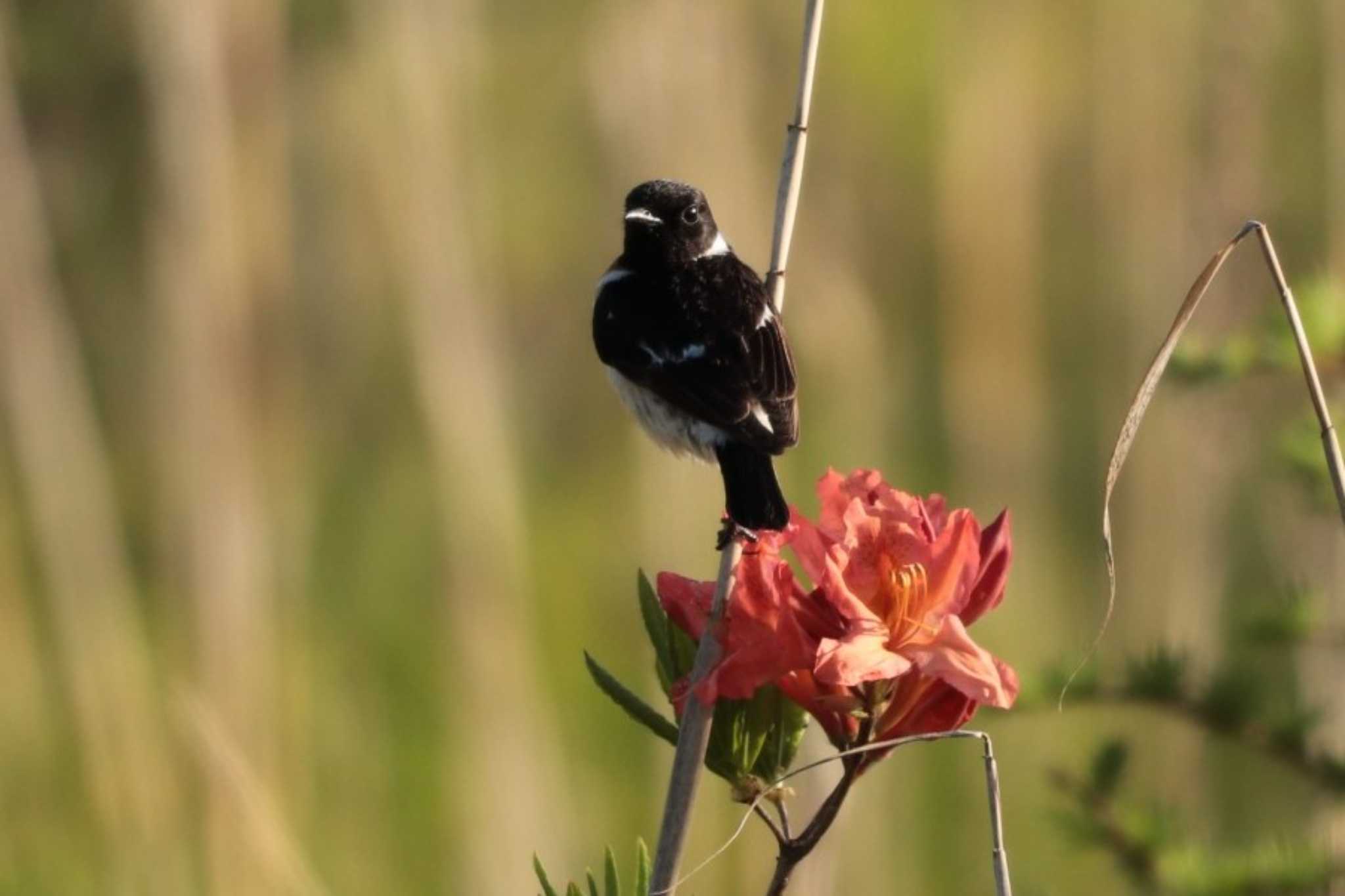 Amur Stonechat