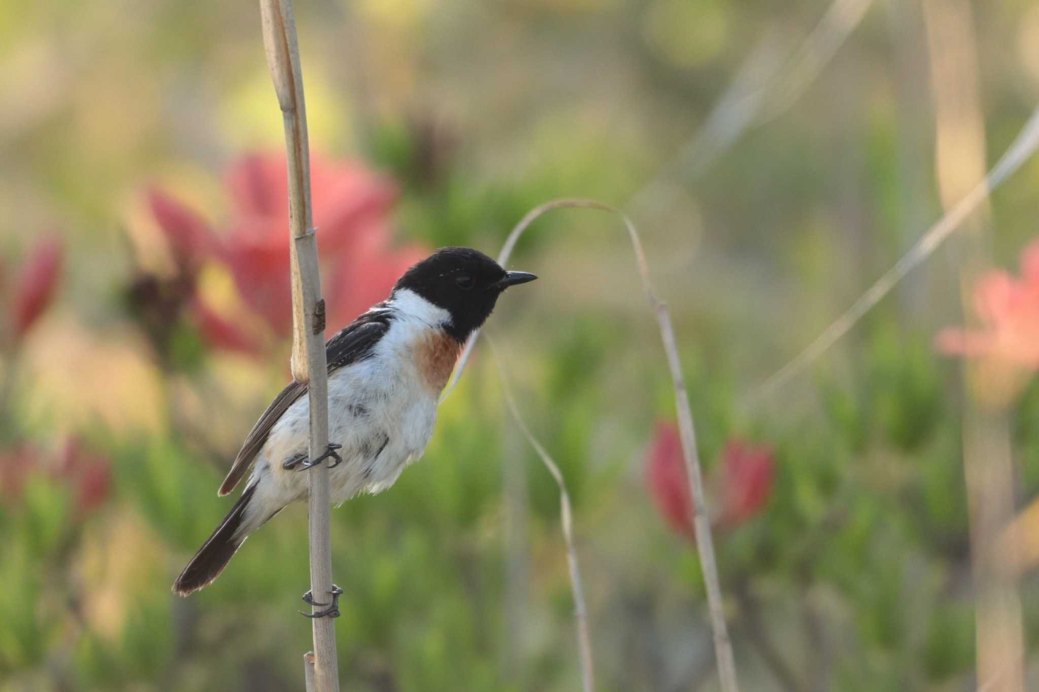 Amur Stonechat