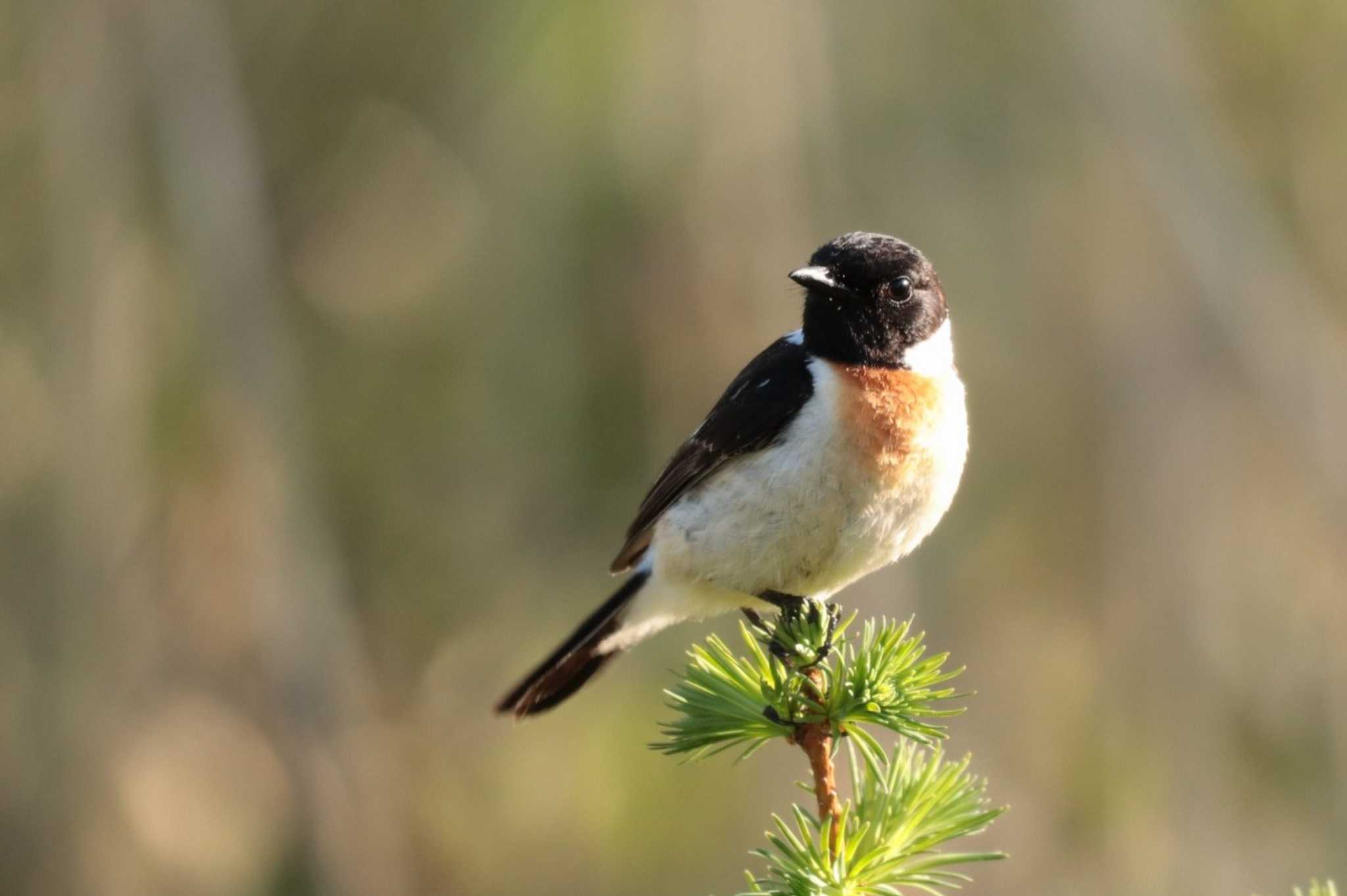 Amur Stonechat