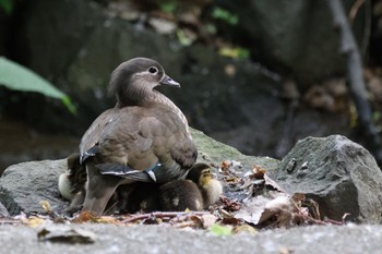 2023年6月17日(土) 北海道大学の野鳥観察記録