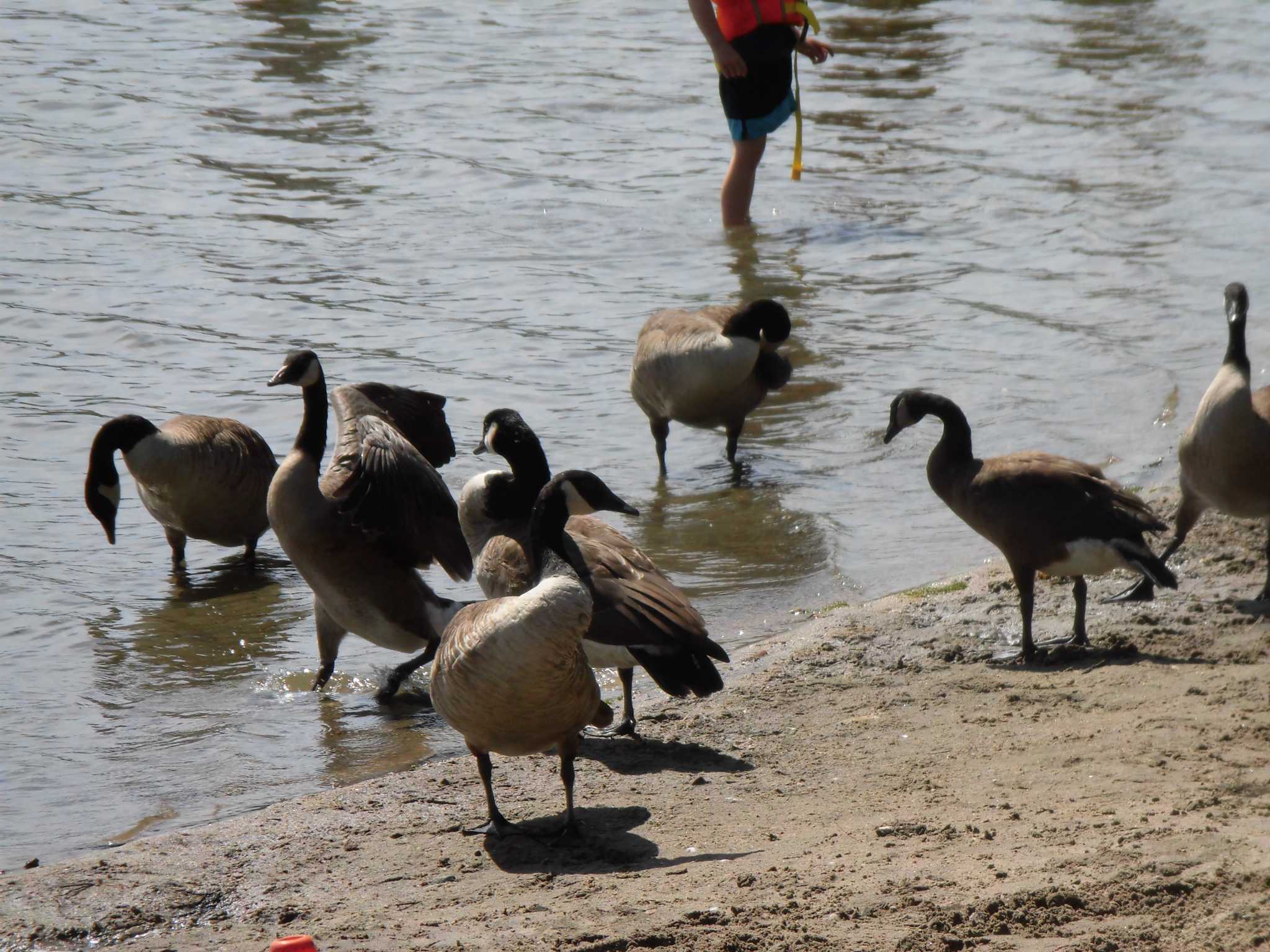 Photo of Canada Goose at カナダ, オンタリオ州 by たら