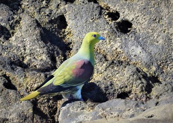 White-bellied Green Pigeon Terugasaki Beach Sat, 6/17/2023