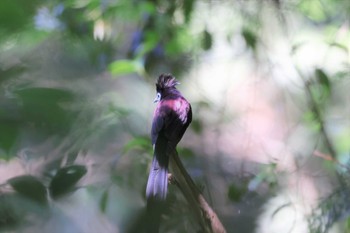 サンコウチョウ 場所が不明 2023年6月17日(土)