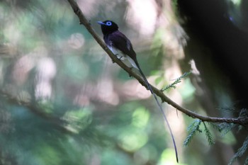 サンコウチョウ 場所が不明 2023年6月17日(土)