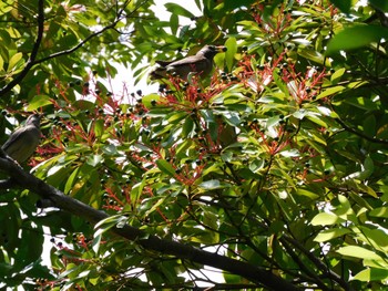 2023年6月17日(土) 平和の森公園、妙正寺川の野鳥観察記録