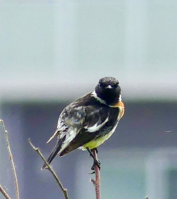 2023年6月17日(土) 豊平川の野鳥観察記録