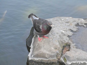 Rock Dove 長崎 オランダ坂 Thu, 5/25/2017