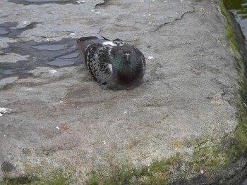 Rock Dove 長崎 オランダ坂 Thu, 5/25/2017