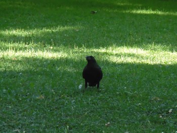 2017年8月7日(月) 札幌市内の野鳥観察記録