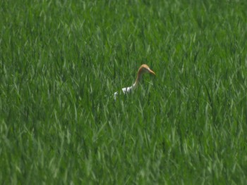 アマサギ 西の湖（滋賀県） 2023年6月17日(土)