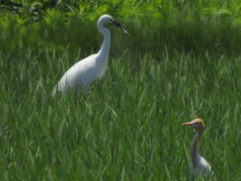 アマサギ 西の湖（滋賀県） 2023年6月17日(土)