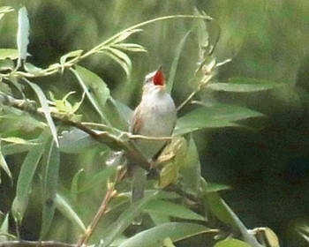 Sat, 6/17/2023 Birding report at Oizumi Ryokuchi Park