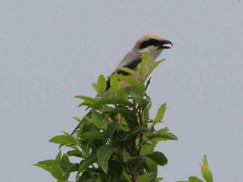 Brown Shrike 札幌モエレ沼公園 Sat, 6/17/2023