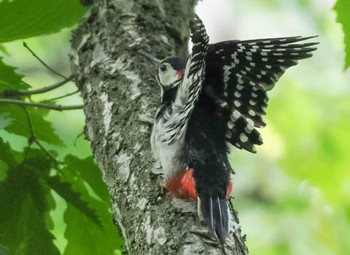 Great Spotted Woodpecker(japonicus) 小別沢(札幌市西区) Sat, 6/17/2023