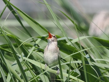 2023年6月17日(土) 伊佐沼の野鳥観察記録