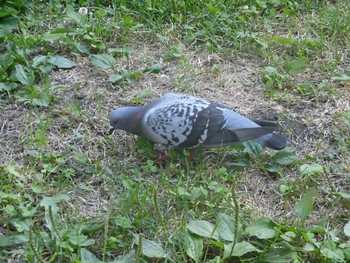 Rock Dove 札幌市内 Mon, 8/7/2017