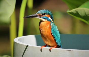 カワセミ 薬師池公園 2023年6月17日(土)