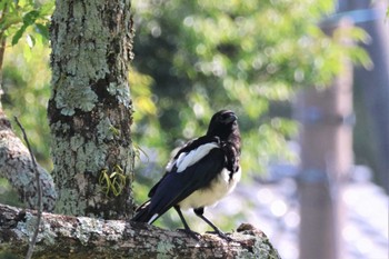 Eurasian Magpie 天拝山歴史自然公園 Sat, 6/17/2023