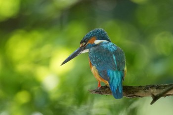 カワセミ 四季の森公園(横浜市緑区) 2023年5月3日(水)