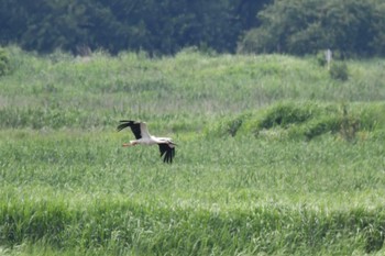 Sat, 6/3/2023 Birding report at 渡良瀬遊水池
