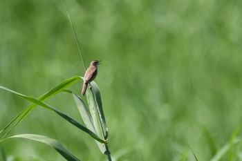 Black-browed Reed Warbler 渡良瀬遊水池 Sat, 6/3/2023