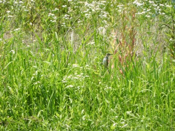 2023年6月17日(土) 木津川市の野鳥観察記録